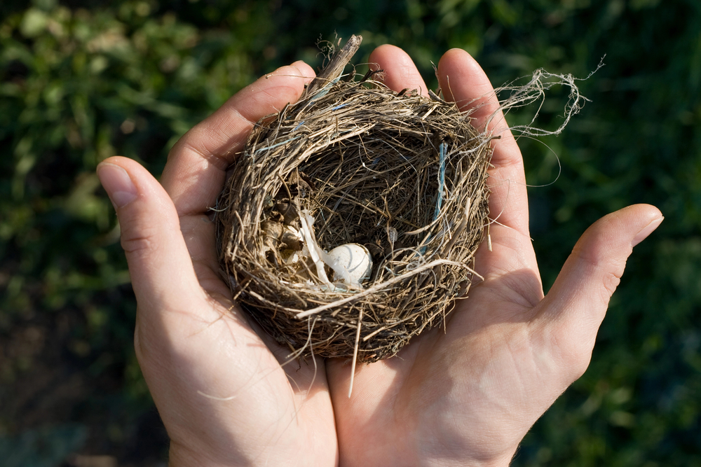 Hands holding small birds nest with egg inside