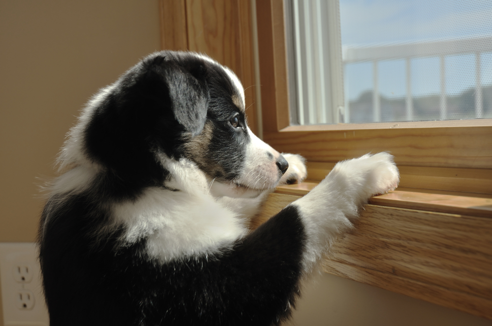 Australian shepherd puppy looking out window