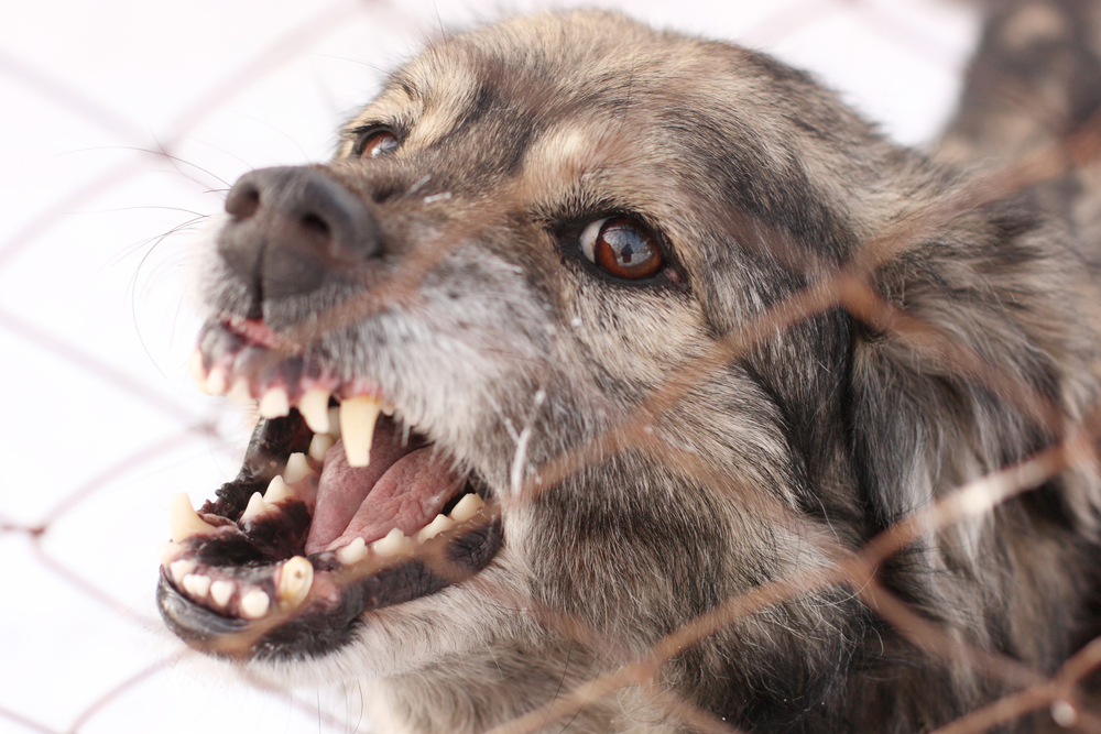 Angry dog baring teeth behind fence