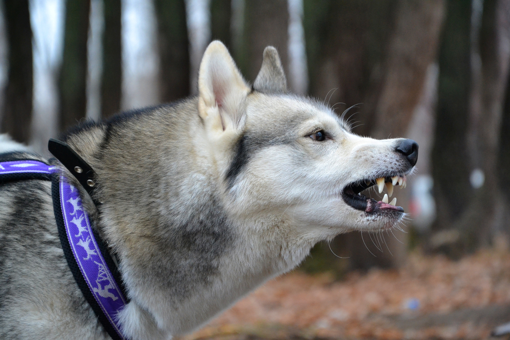 Snarling husky with wooded backdrop